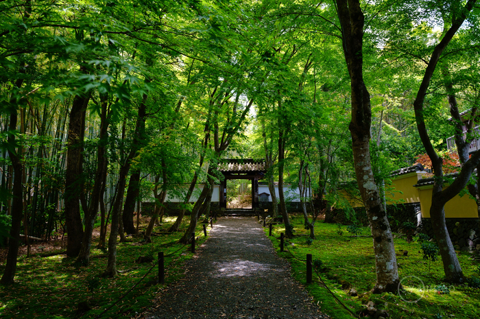 シグマ SIGMA 24-70mm F2.8 DG DN II | Art レビュー ／ 京都 西京区 山田北ノ町 竹の寺 地蔵院の新緑 2024 -  お写ん歩